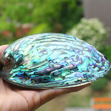 Load image into Gallery viewer, Natural Bracelet Necklace Conch Home
