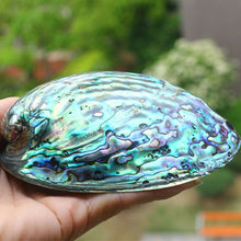 Load image into Gallery viewer, Natural Bracelet Necklace Conch Home
