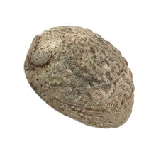 Load image into Gallery viewer, Natural Bracelet Necklace Conch Home
